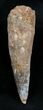 Large Inch Spinosaurus Tooth #1604-1